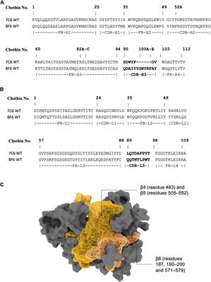 Unveiling the affinity–stability relationship in anti-measles virus antibodies: a computational approach for hotspots prediction